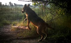 Il lupo, un importante tassello dell'equilibrio naturale nel Parco
