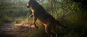Il lupo, un importante tassello dell'equilibrio naturale nel Parco