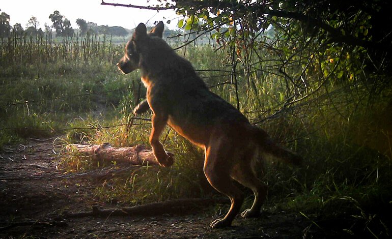 Il lupo, un importante tassello dell’equilibrio naturale nel Parco