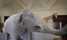 In mostra l'elefante di Napoleone, pronto per andare a Versailles