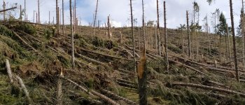 Valorizzare la riforestazione di boschi danneggiati da Vaia attraverso l’agroforestazione innovativa