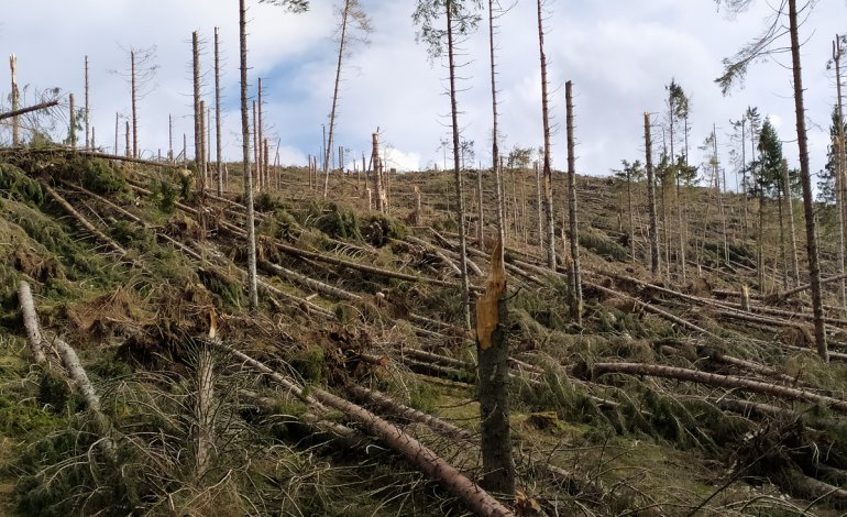 Valorizzare la riforestazione di boschi danneggiati da Vaia attraverso l’agroforestazione innovativa