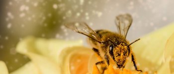 In udienza da Papa Francesco l’alleanza ICE per salvare api e agricoltori
