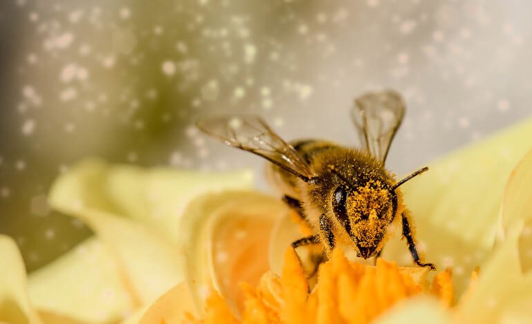 In udienza da Papa Francesco l’alleanza ICE per salvare api e agricoltori