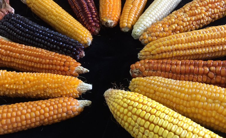 Valorizzare il mais lombardo, patrimonio di biodiversità e tradizione