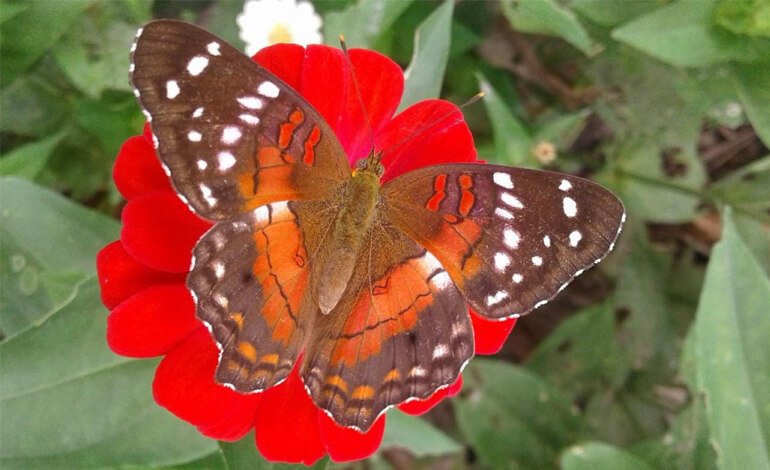 Basta una foto per partecipare al progetto salva-farfalle