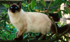Il gatto Balinese, parente del più famoso Siamese