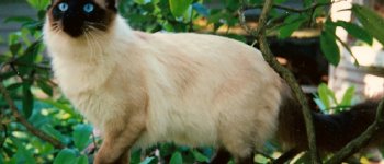 Il gatto Balinese, parente del più famoso Siamese