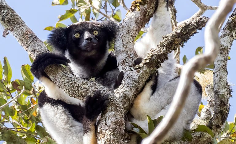 Il senso dei lemuri per il ritmo