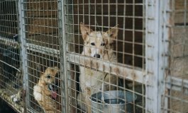 Le adozioni internazionali dei cani spezzano in due il fronte animalista