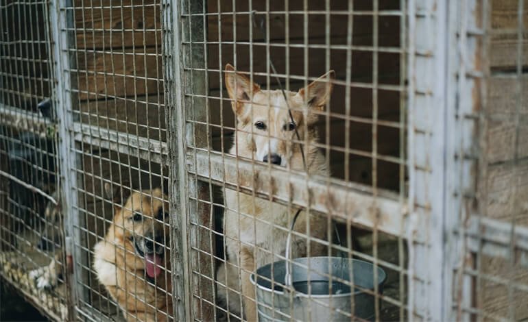 Le adozioni internazionali dei cani spezzano in due il fronte animalista
