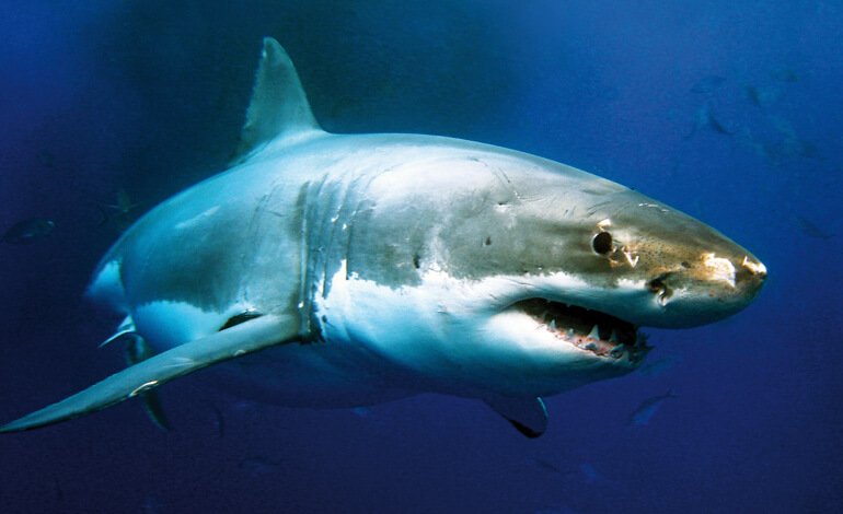 Squalo bianco, la perfetta “macchina assassina” cinematografica