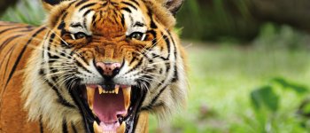 Le tigri indiane, cacciatrici delle foreste