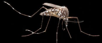 Caccia alle zanzare invernali