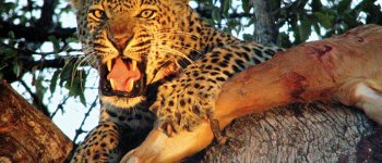 Il leopardo che mangiava gli uomini