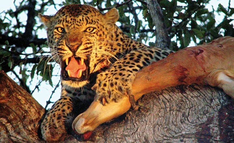 Il leopardo che mangiava gli uomini