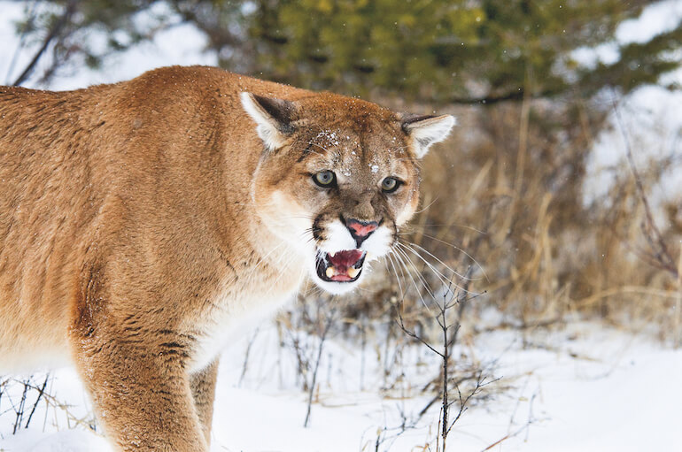 puma puma