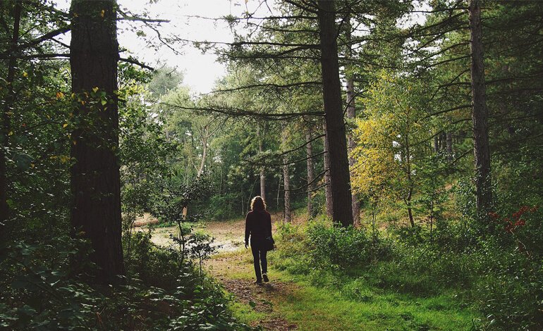 Gli alberi di Giulio Gianelli