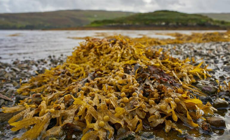 Un’alimentazione più green per le mucche d’allevamento