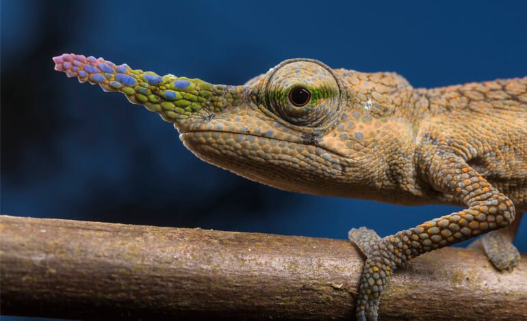 Due sorprendenti creature grandi pochi centimetri