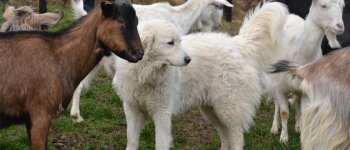 L’importanza dei cani da guardiania nella mitigazione dei conflitti fra allevatori e predatori
