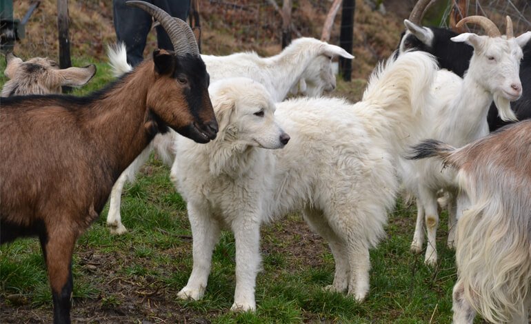 L’importanza dei cani da guardiania nella mitigazione dei conflitti fra allevatori e predatori