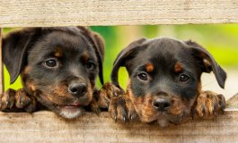La tratta dei cuccioli che somigliano ai cani di razza crea sofferenza e rischi sanitari