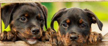 La tratta dei cuccioli che somigliano ai cani di razza crea sofferenza e rischi sanitari