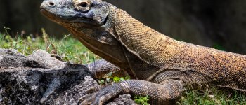 Il drago di Komodo è ufficialmente a rischio estinzione