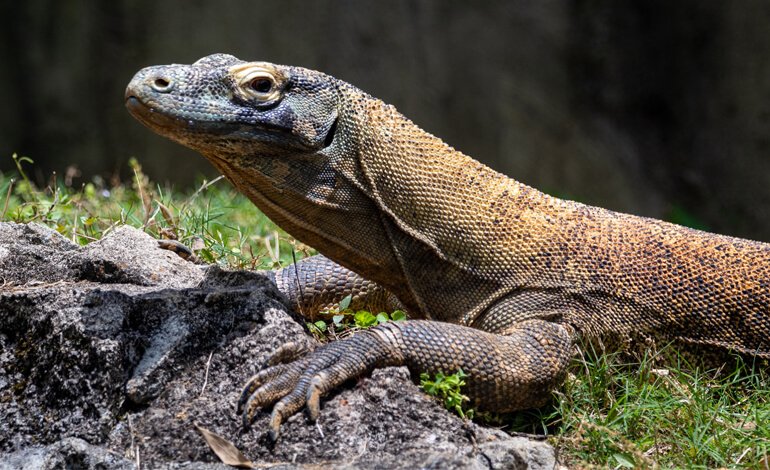 Il drago di Komodo è ufficialmente a rischio estinzione