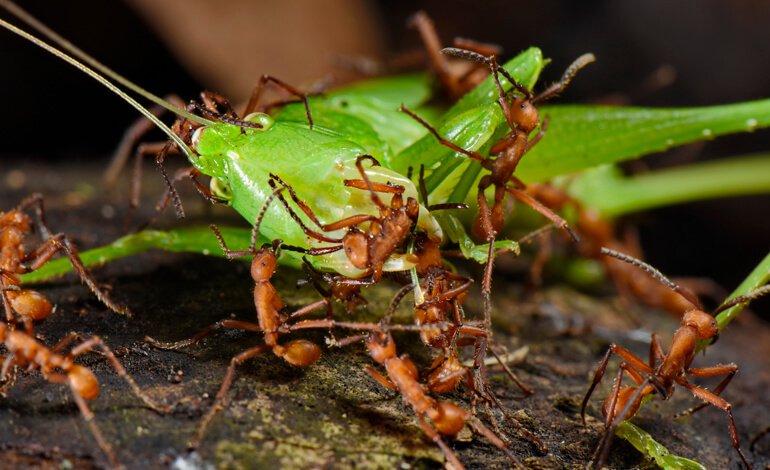 La lotta per sopravvivere nel mondo in miniatura