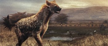 Perché si è estinta la iena gigante Pachycrocuta brevirostris?