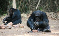 L'intelligenza “artificiale” per studiare quella “naturale” degli scimpanzé