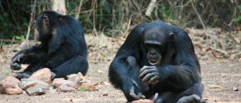 L'intelligenza “artificiale” per studiare quella “naturale” degli scimpanzé