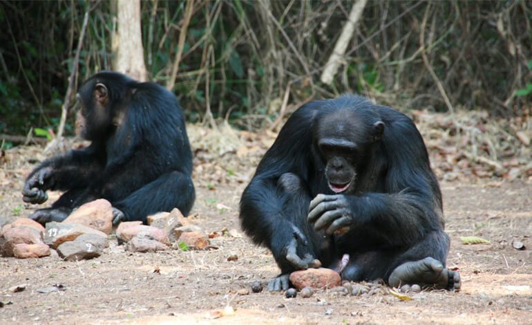 L’intelligenza “artificiale” per studiare quella “naturale” degli scimpanzé