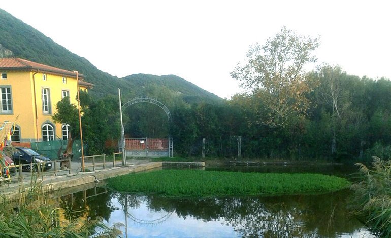Millefoglio americano, l’alieno che tappezza i laghi e le rive dei fiumi