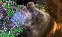 Il Consiglio di Stato boccia la gestione degli orsi in Trentino per la cattura di M57