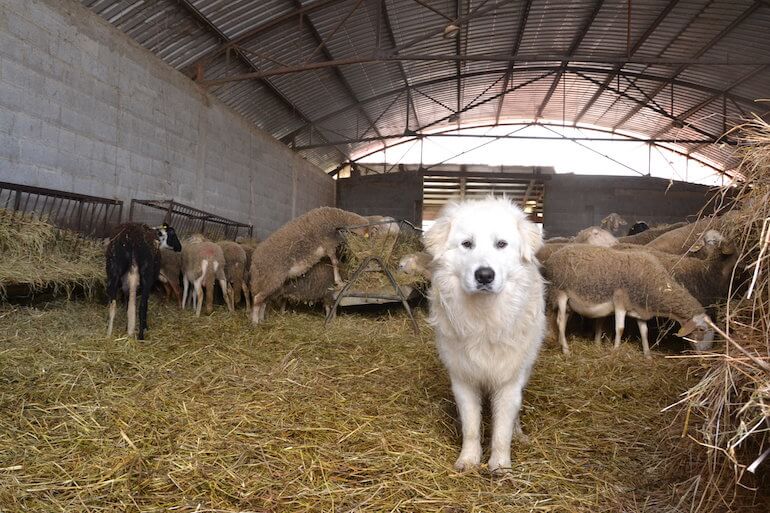 cani da guardiana