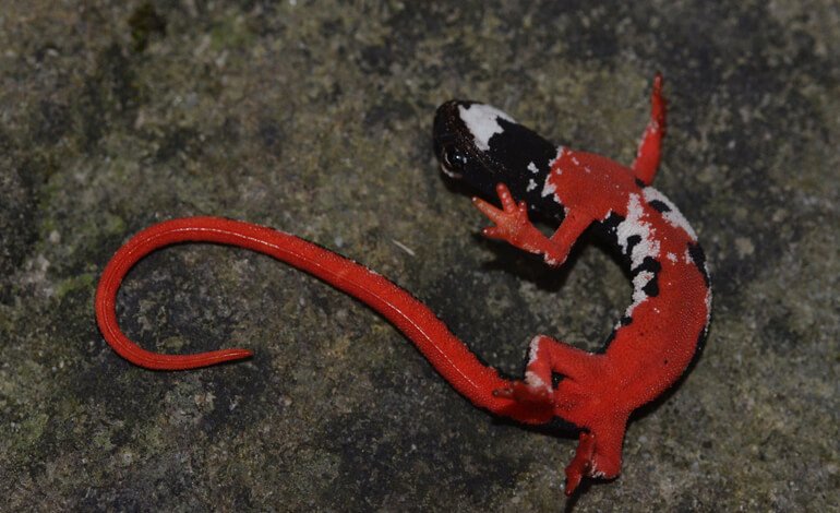 Le salamandrine stanno per scomparire, colpa del clima