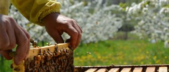 La biodiversità e le api sono le prime vittime dei cambiamenti climatici