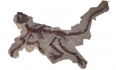 Fossili in mostra a Serrapetrona