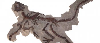 Fossili in mostra a Serrapetrona