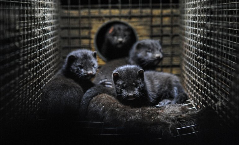 Dal primo gennaio 2022 sarà vietato allevare animali da pelliccia in Italia