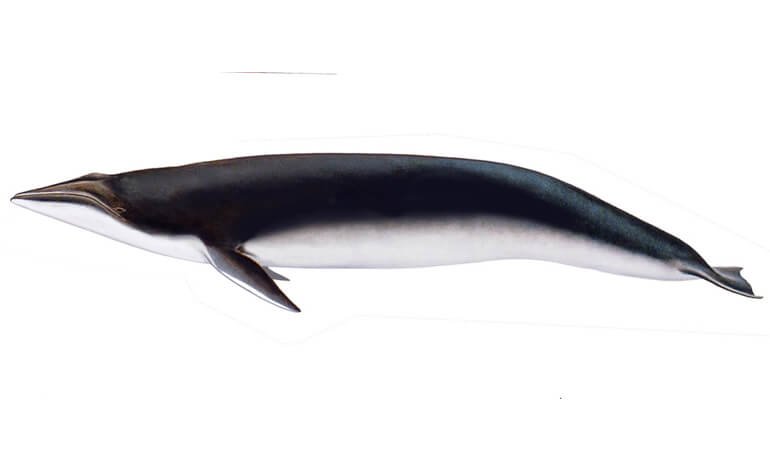 Il gran cervello della balenottera Tersilla