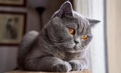British Shorthair, il gatto più popolare della Gran Bretagna