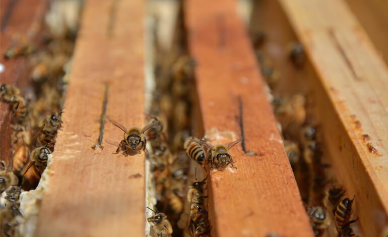 Dallo zucchero al miele, un’alleanza per il futuro dell’ambiente