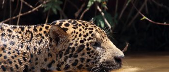 Dove il giaguaro convive con allevamenti ed ecoturismo