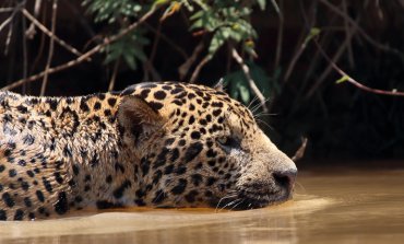 Dove il giaguaro convive con allevamenti ed ecoturismo