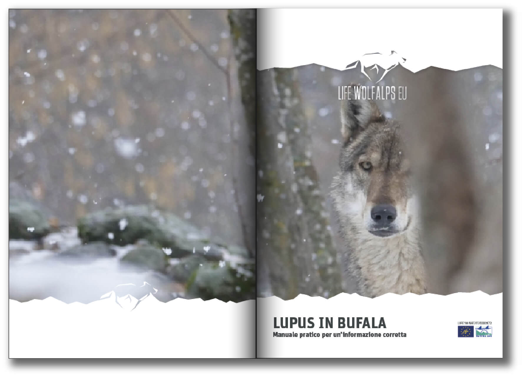 Lupus in Bufala