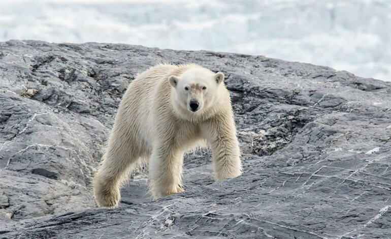 La dieta degli orsi polari è un indicatore dei cambiamenti climatici